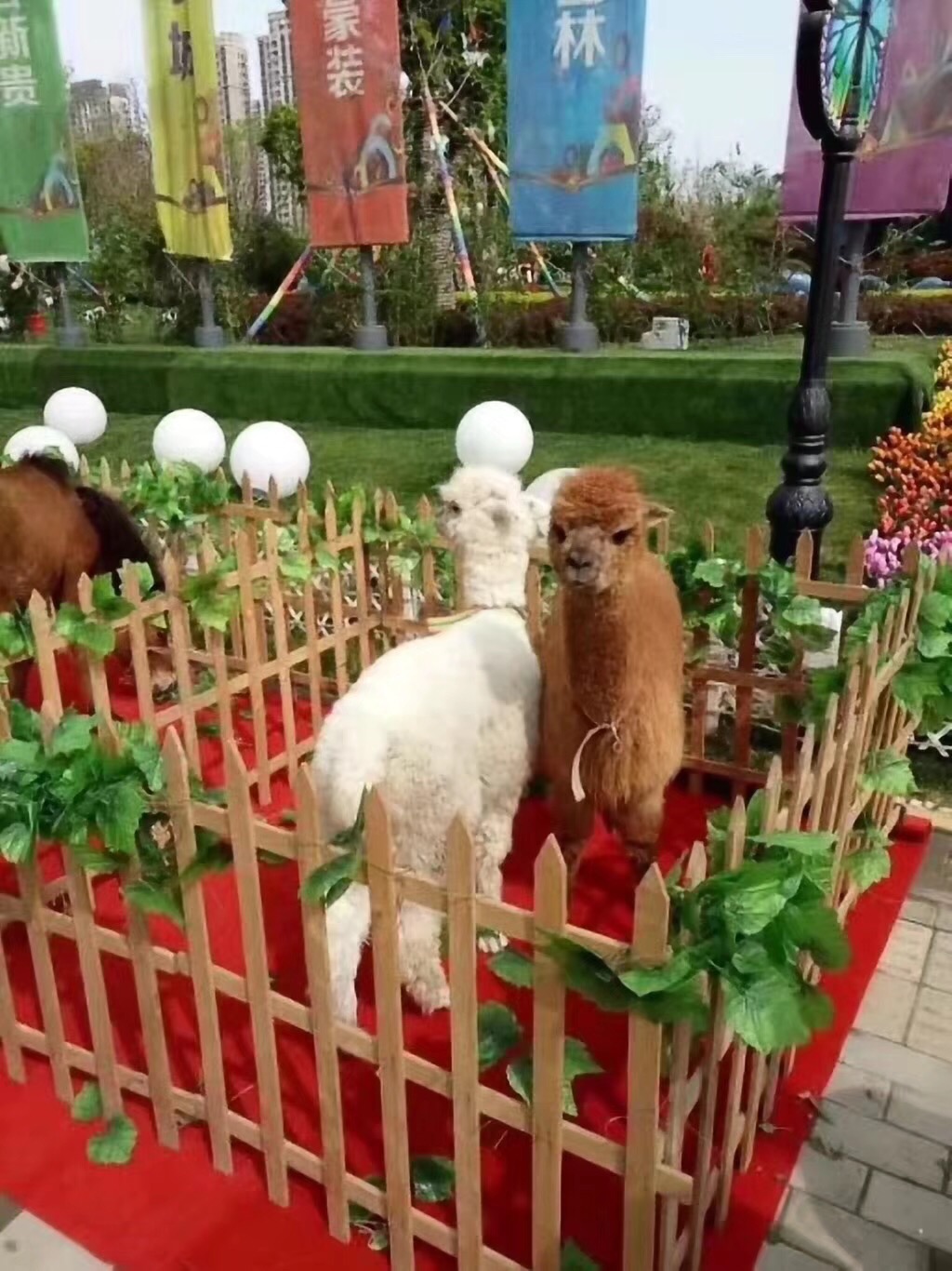 百鳥出租公司活動暖場百鳥園展示 百鳥園布置租賃 *出租鸚鵡表演租賃