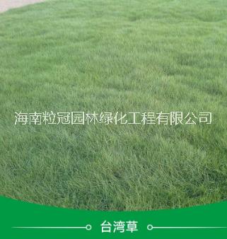 湖南臺灣草 臺灣草供貨商 臺灣草價(jià)錢 在線咨詢15109827997
