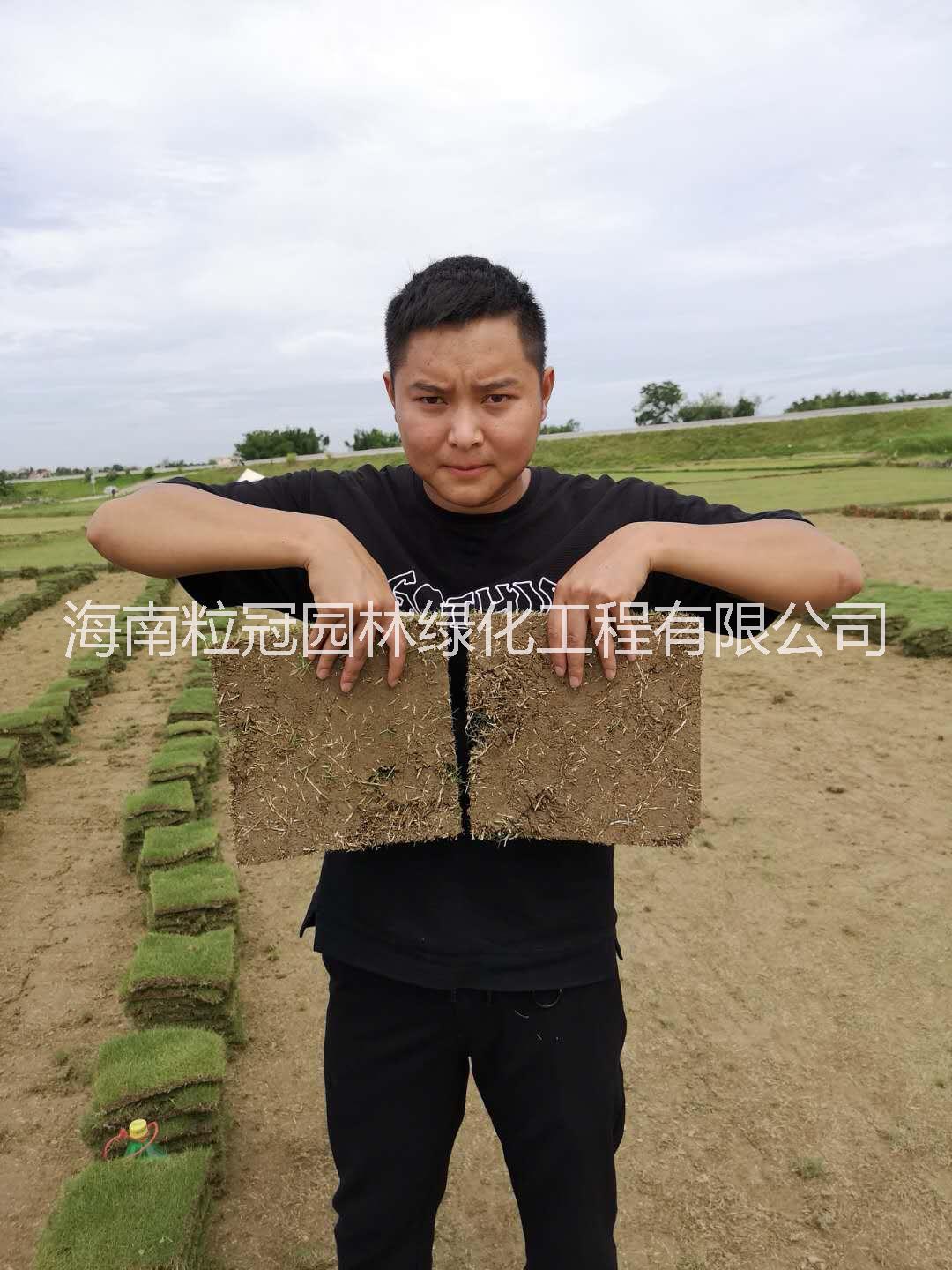 廠家直銷臺灣草皮 馬尼拉草皮價格 海南臺灣草生產(chǎn)基地