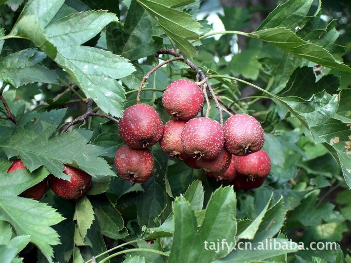 山東山楂苗基地，山東山楂苗報價，山東山楂苗種植場地，山東山楂苗*批發(fā)，山東山楂苗多少錢一顆