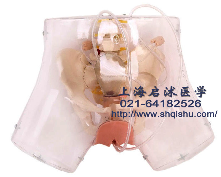 透明刮宮訓(xùn)練模型,刮宮術(shù)培訓(xùn)模型