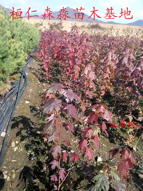 五角楓苗 叢生五角楓 色木槭苗 遼寧五角楓基地 五角楓苗價(jià)格