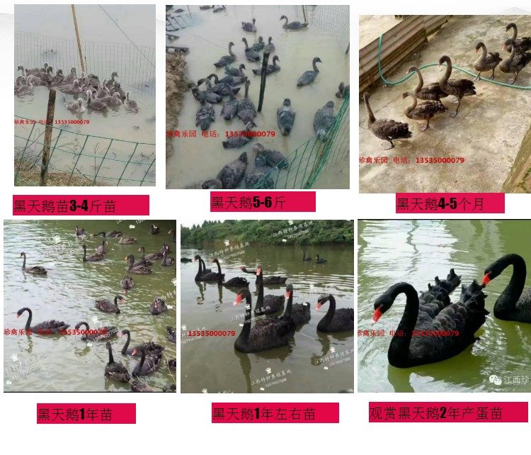 求購*苗 *種鵝 湖北湖南浙江江西福建四川北京上海*養(yǎng)殖場養(yǎng)殖基地