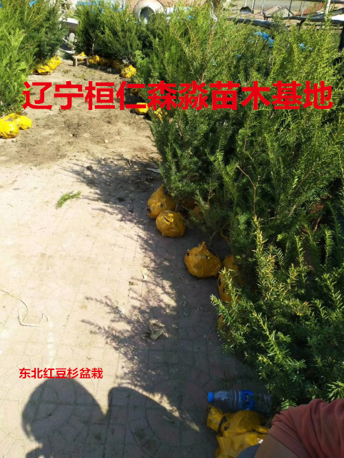 東北紅豆杉小苗 喬木東北紅豆杉 東北紅豆杉占地苗 遼寧東北紅豆杉苗
