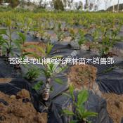 淮南李子苗廠家報(bào)價(jià) 李子苗品種純正