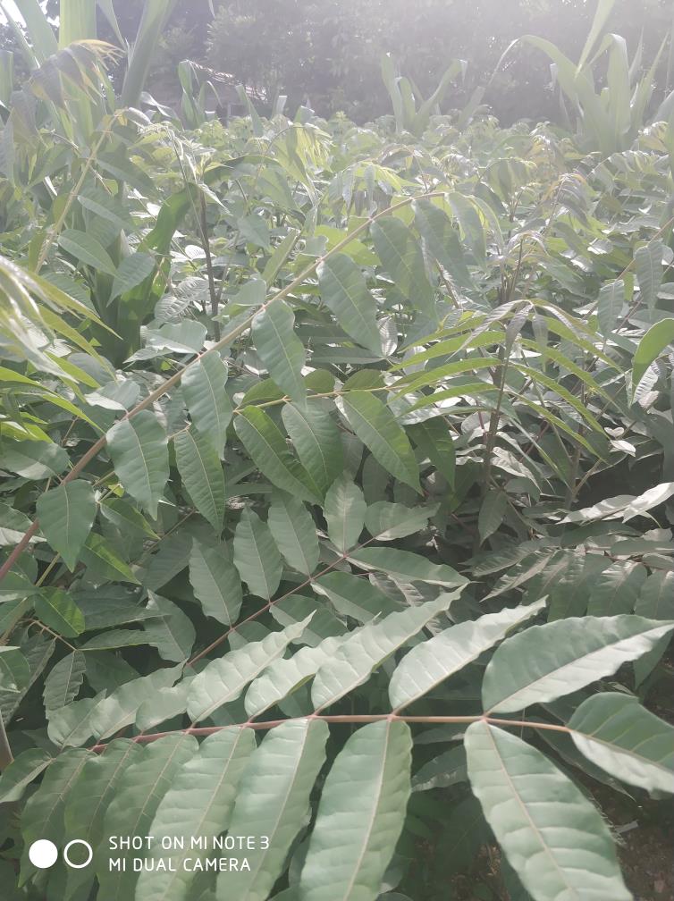 香椿樹苗供應(yīng)商   香椿樹苗基地   山東香椿樹苗批發(fā)商  優(yōu)質(zhì)香椿樹苗