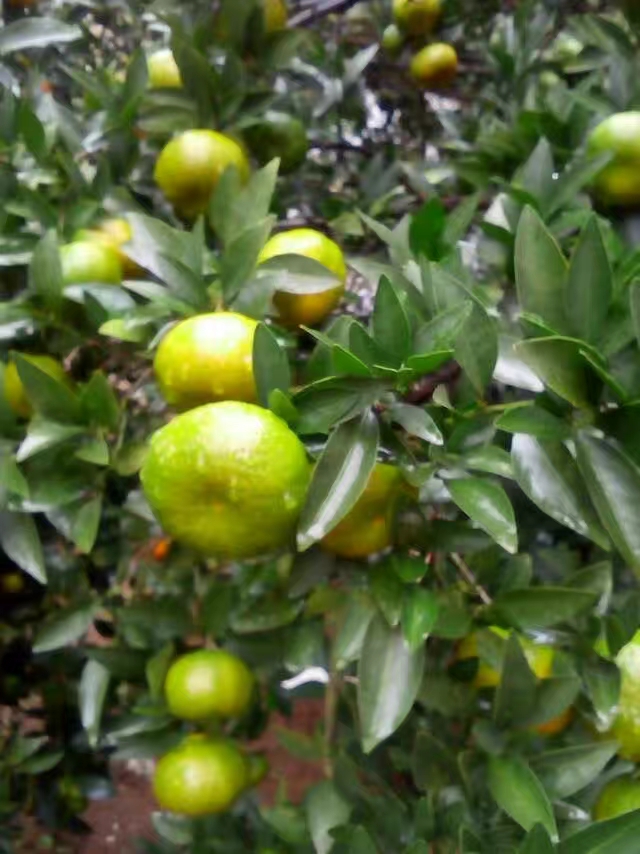 砂糖橘小苗，香泡，金桔，紅美人柑橘，綠美人柑橘，涌泉蜜桔