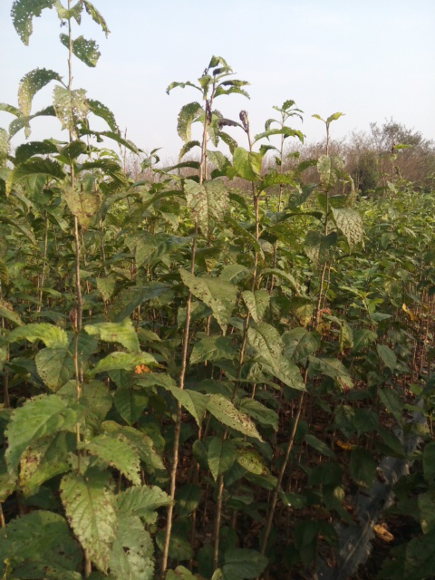 黑珍珠櫻桃小苗，紹興黑珍珠櫻桃小苗批發(fā)，櫻桃小苗批發(fā)