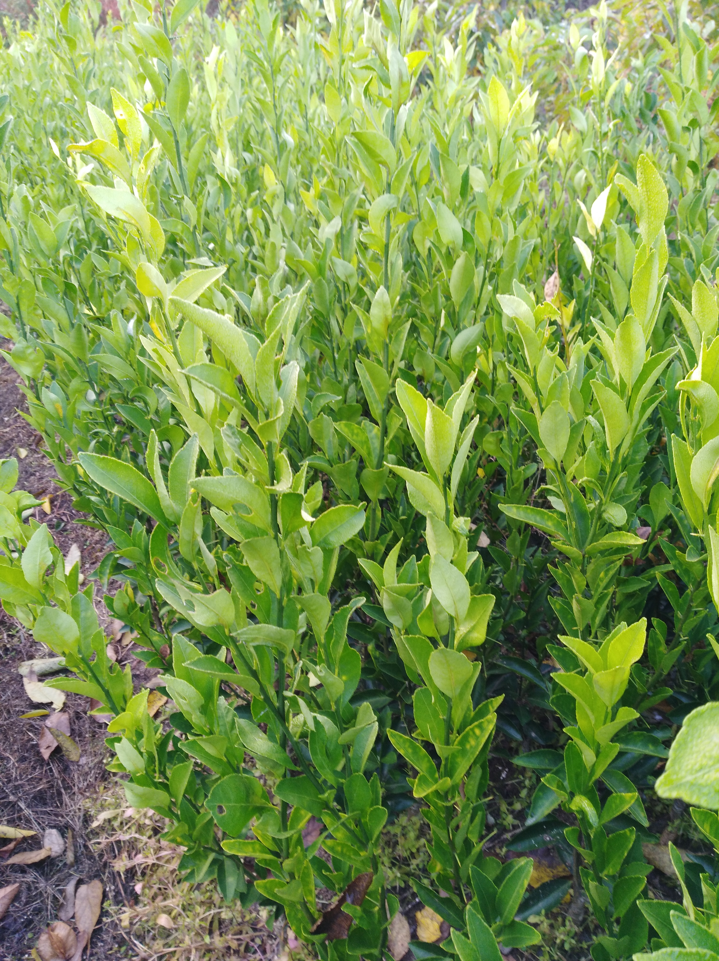 砂糖橘小苗，香泡，金桔，紅美人柑橘，綠美人柑橘，涌泉蜜桔