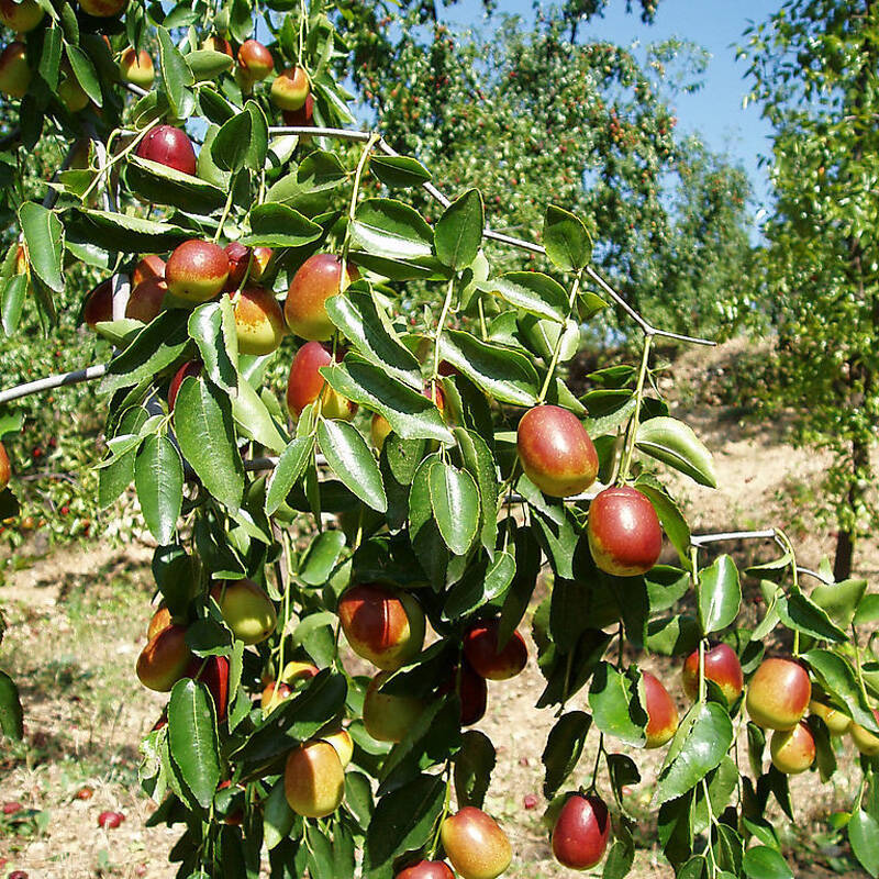 山東棗樹苗種植場，山東棗樹苗批發(fā)，山東棗樹苗供應(yīng)商，山東棗樹苗報價，山東棗樹苗哪家好