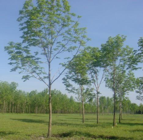 水曲柳苗&水曲柳多少錢&水曲柳苗木&北方水曲柳苗&水曲柳占地苗&綠化苗木&園林綠化苗木銷售 水曲柳苗木*水曲柳怎么賣