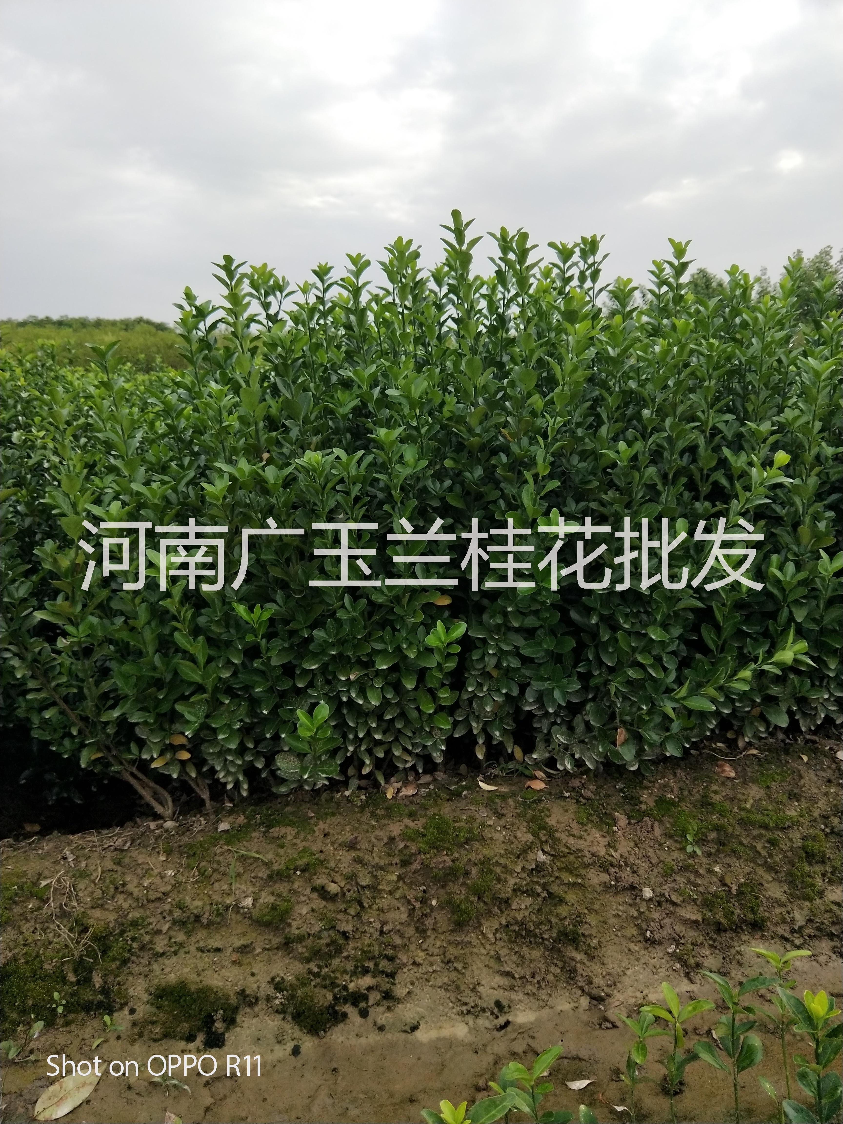 大葉黃楊|大葉黃楊球|河南大葉黃 大葉黃楊|大葉黃楊價(jià)