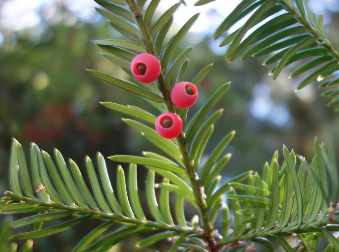 2021年苗木報價單 東北苗木報價單