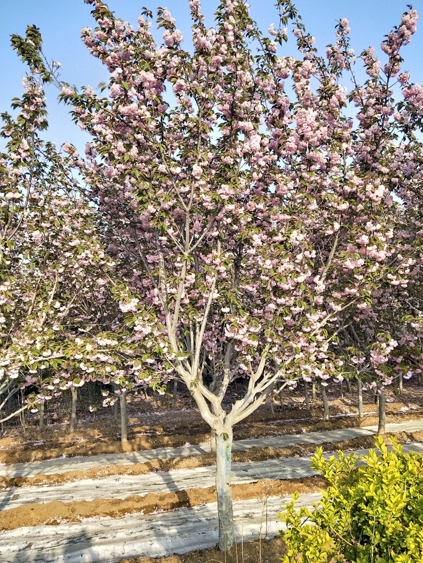 山東櫻花樹(shù)種植基地直銷價(jià)格