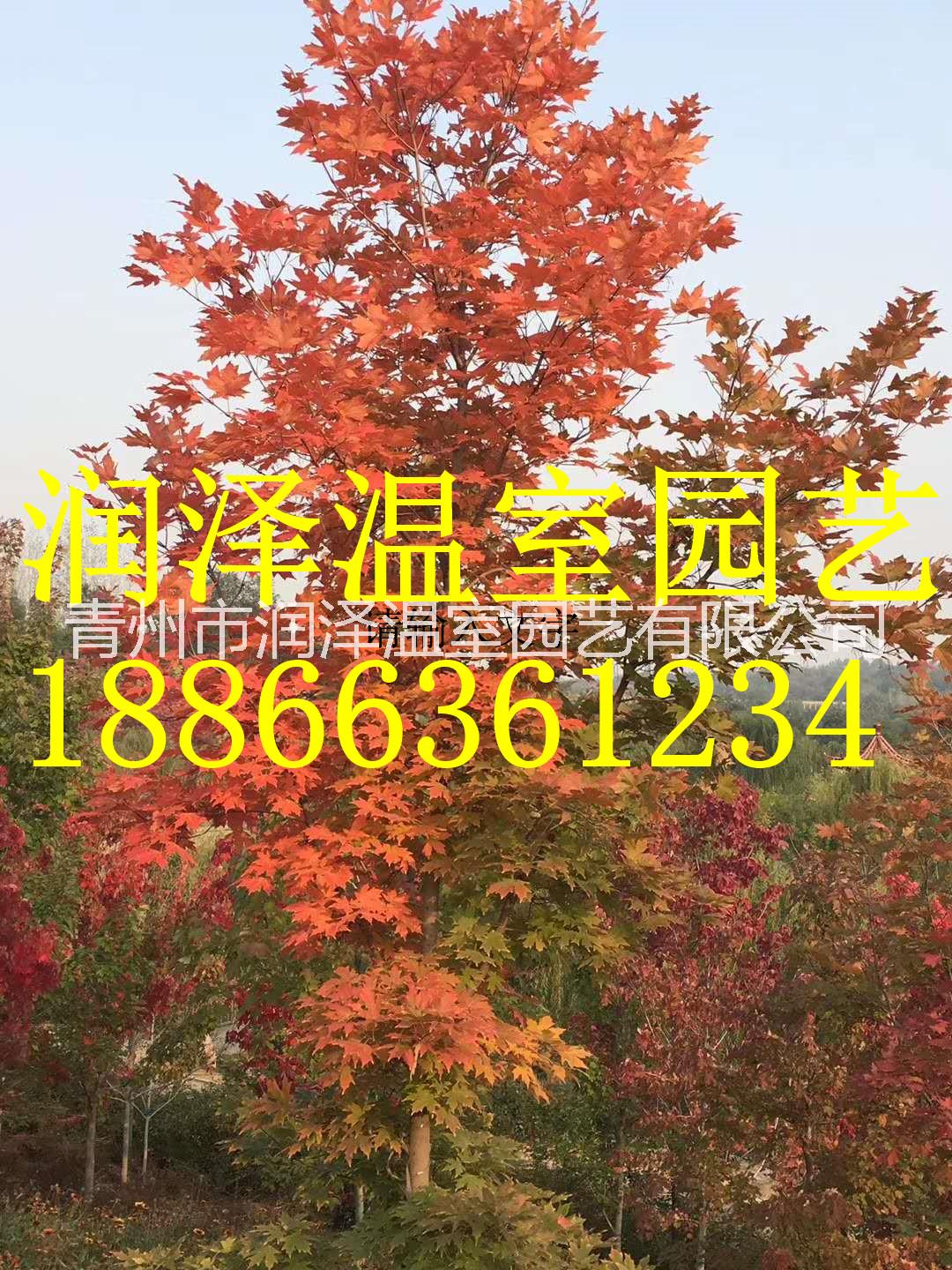 【北美秋紅楓樹(shù)苗--挪威槭黃金楓苗-彩葉豆梨秋火焰小苗-秋紅楓秋日夢(mèng)幻杯苗】   北美秋紅楓樹(shù)苗挪威槭黃金楓