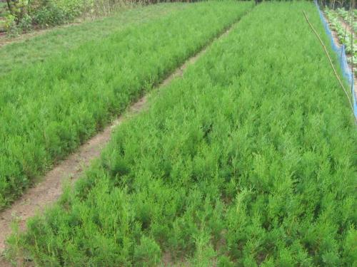 供應側(cè)柏苗油松黑松白皮松咨詢熱線 側(cè)柏苗賞析運城基地 綠化側(cè)柏苗基地