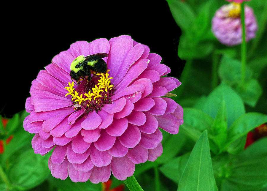 節(jié)日常用花卉，十一租擺花卉造型設(shè)計施工【茗茜花卉】