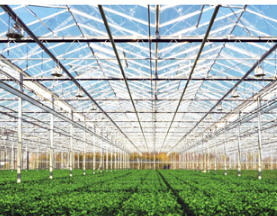 [雷馬塑料]加拿大賽瑞斯 F107 高透明高透光高長壽 防老化大棚膜 賽瑞斯 F107 三高膜