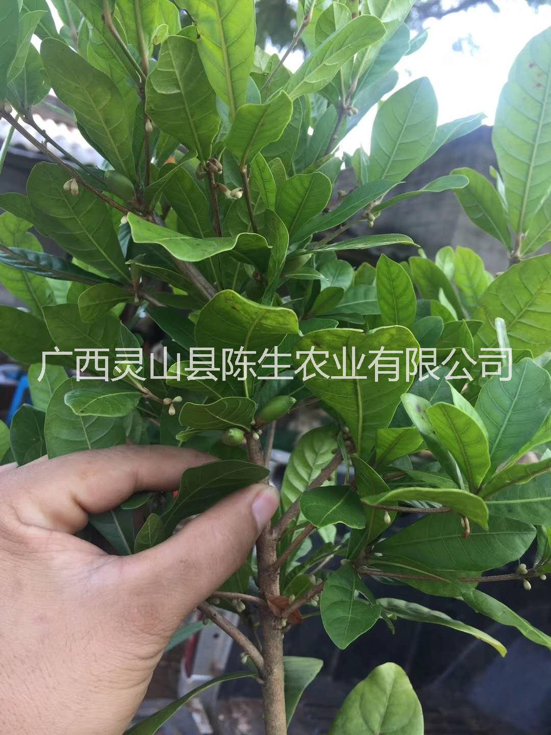 廣西神秘果苗批發(fā)  欽州神秘果苗供應(yīng)商  神秘果苗直銷 神秘果苗批發(fā)