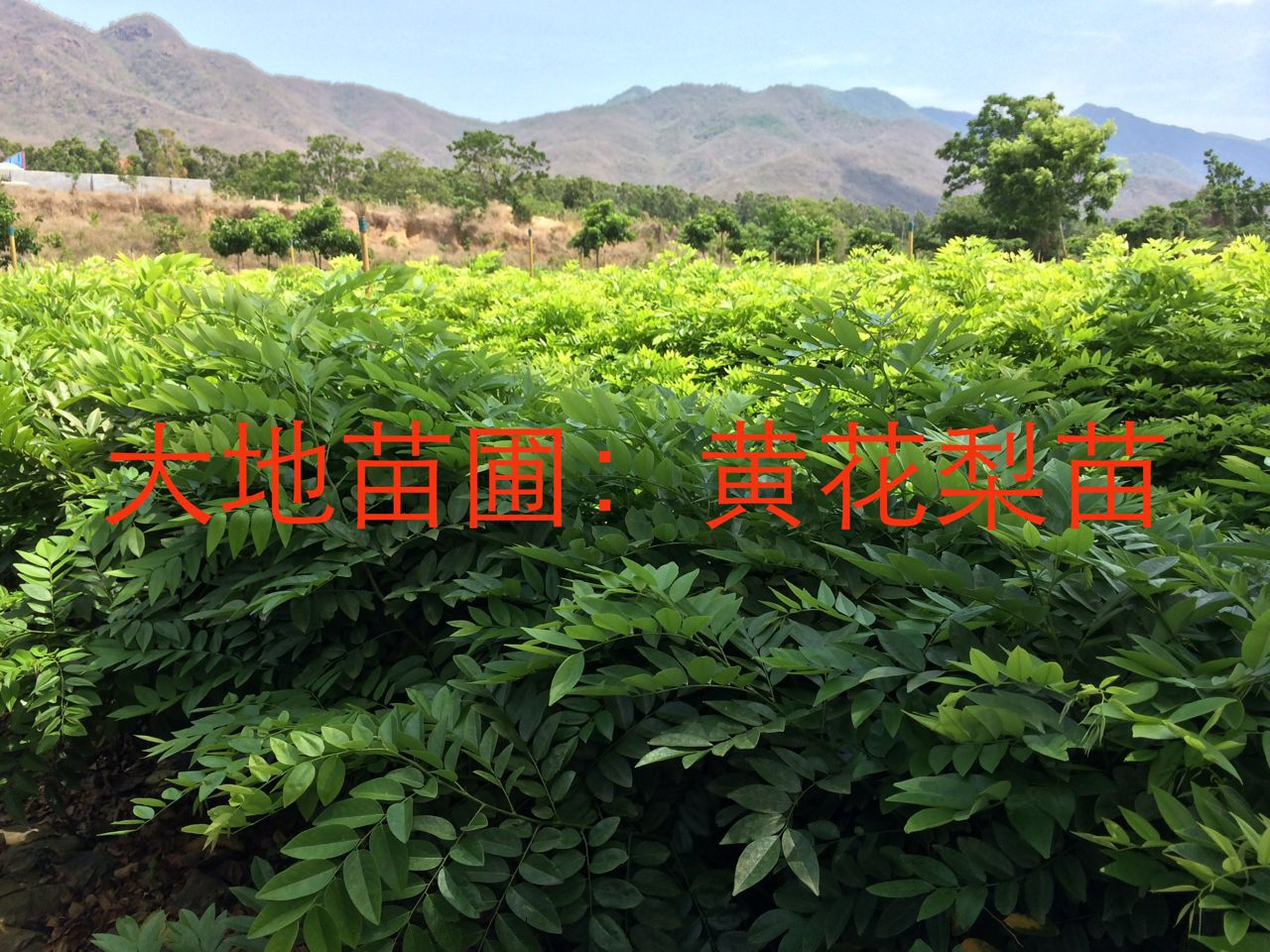 海南黃花梨樹苗，供應(yīng)浙江黃花梨樹苗，浙江黃花梨種植園，優(yōu)質(zhì)黃花梨苗圃， 黃花梨樹苗種植園