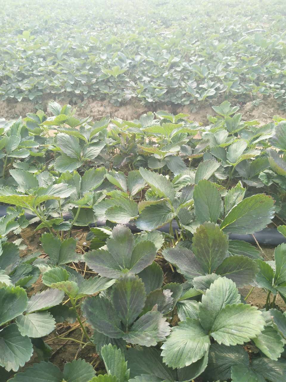 甜查理草莓苗怎么種