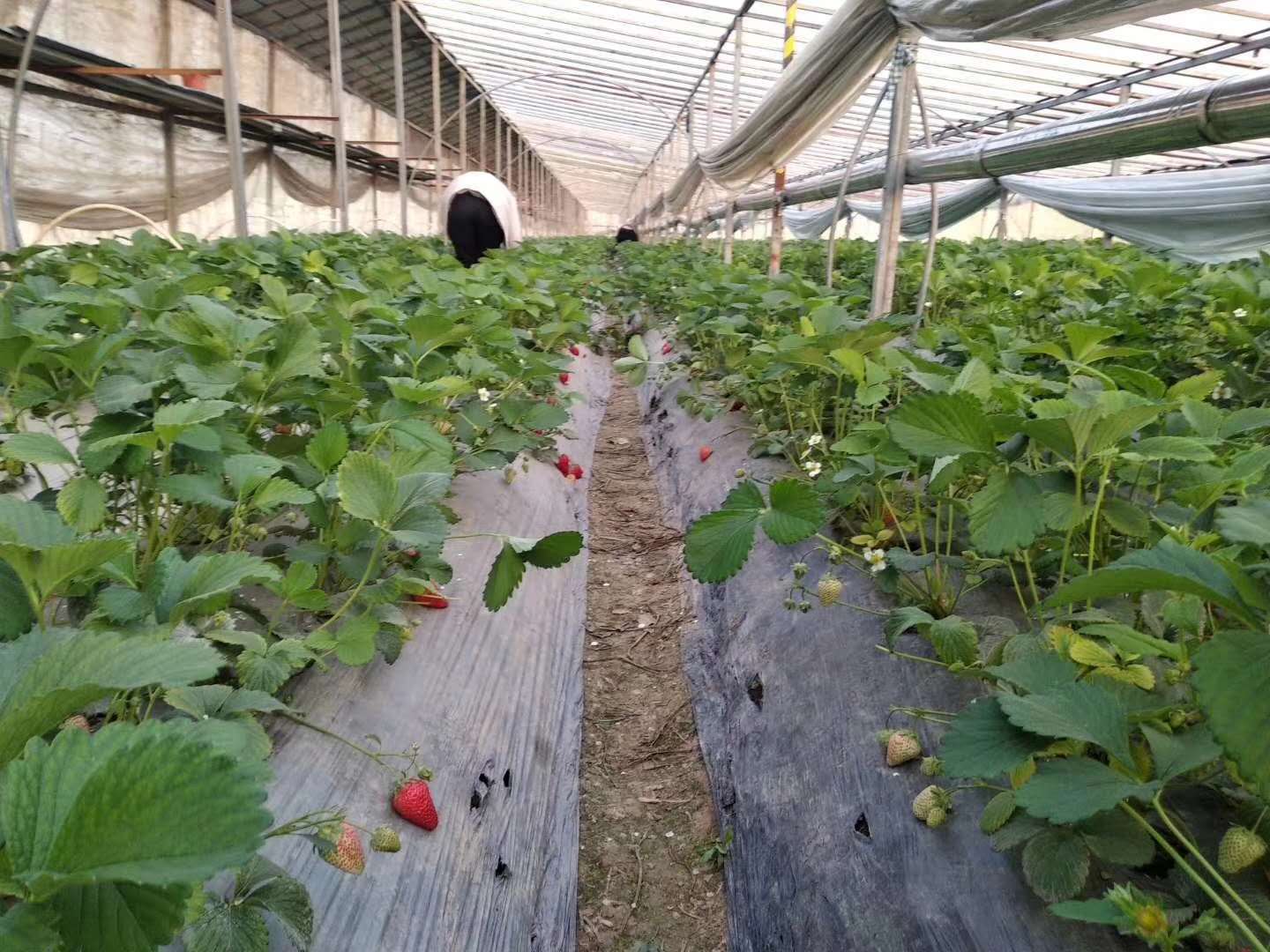 京桃香草莓苗哪里有