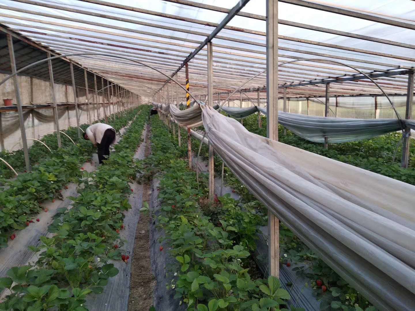 京桃香草莓苗哪里有