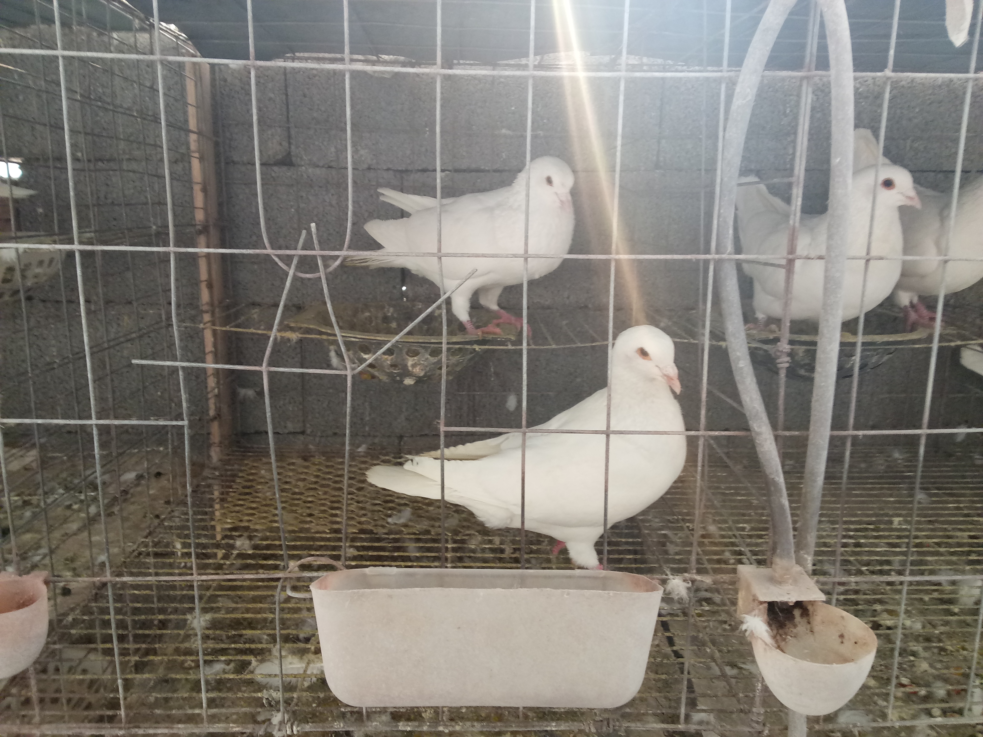 肉鴿養(yǎng)殖  肉鴿種鴿價格