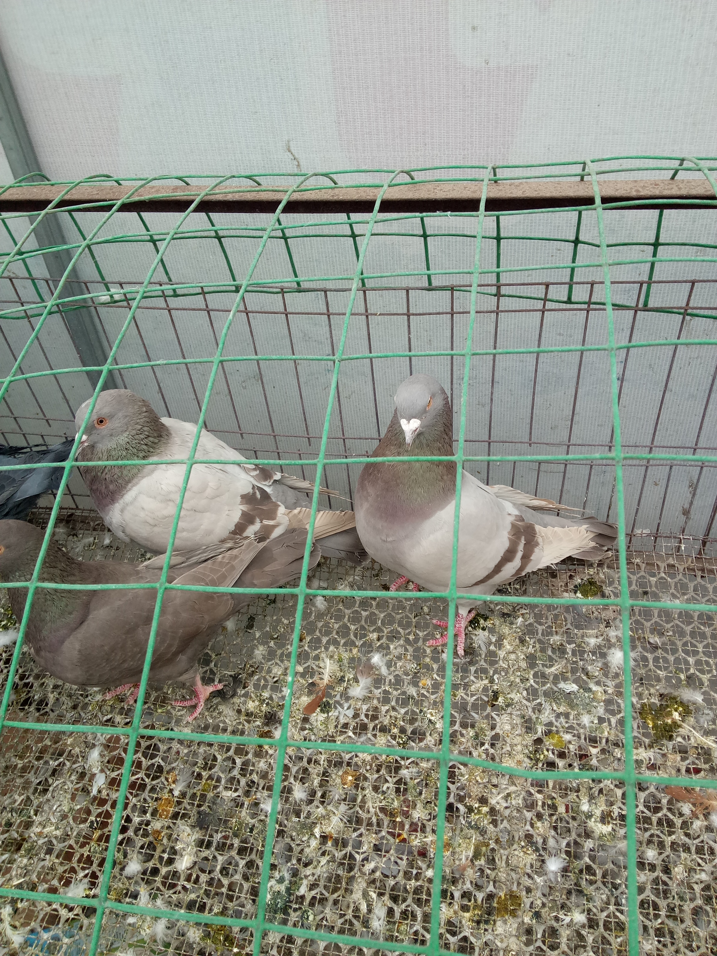 怎么才能致富，肉鴿養(yǎng)殖能致富