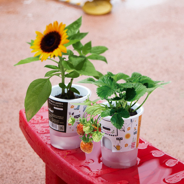 ecoey創(chuàng)意禮品樂樂盆栽塑料植物工藝品盆栽 植物盆栽工藝禮物特價(jià) 樂樂栽培果蔬小盆栽