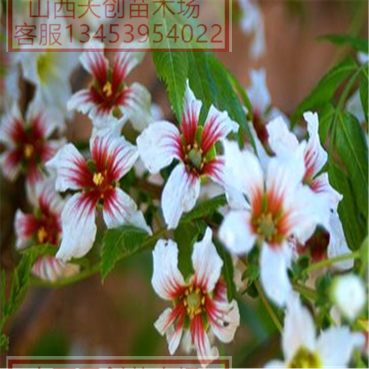 供應(yīng)文冠苗 稀有植物文冠苗 供應(yīng)文冠苗 稀有植物文冠果苗