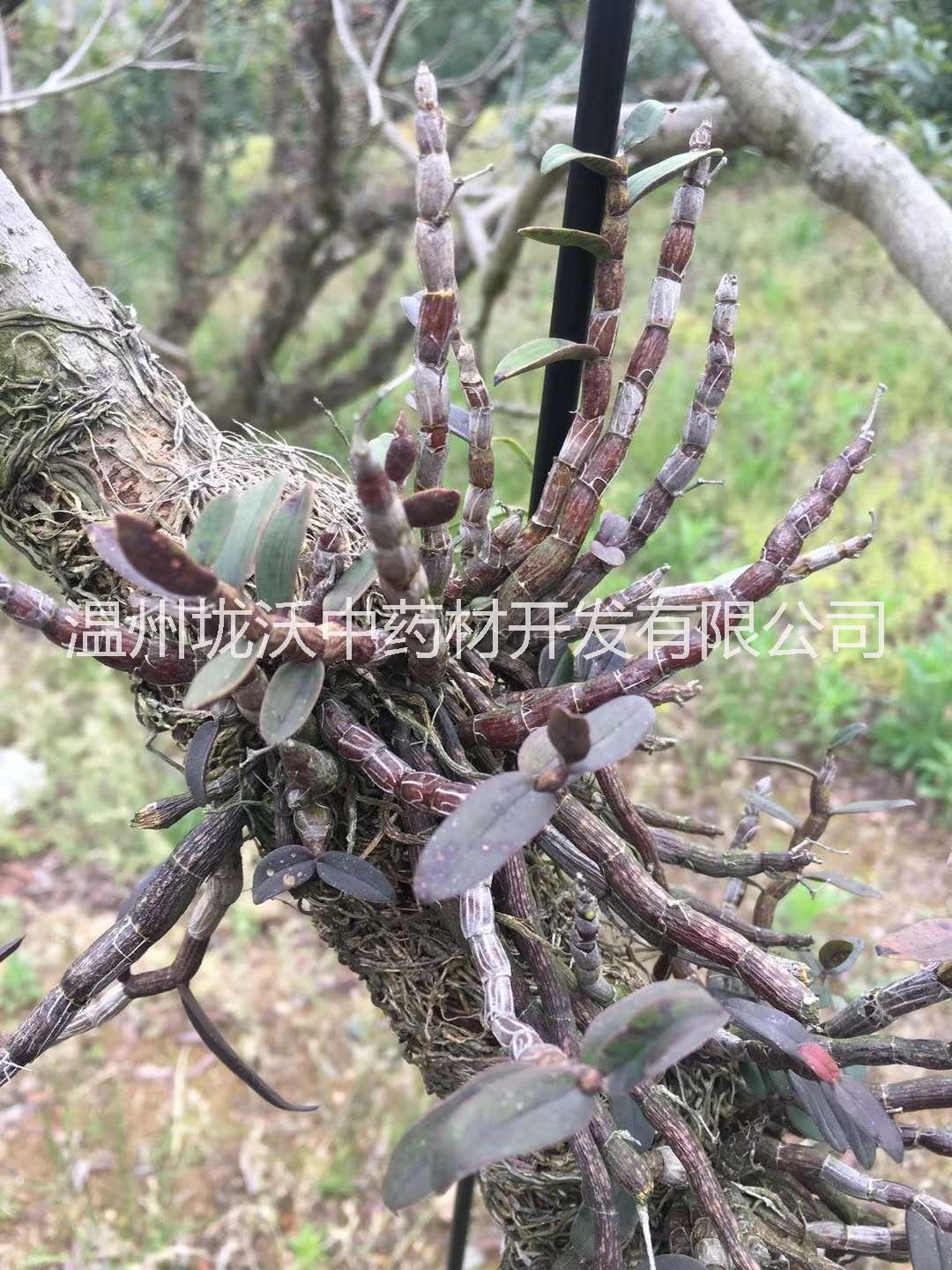 鐵皮石斛種植基地批發(fā)報價咨詢電話 鐵皮石斛功效與用途 鐵皮石斛圖片