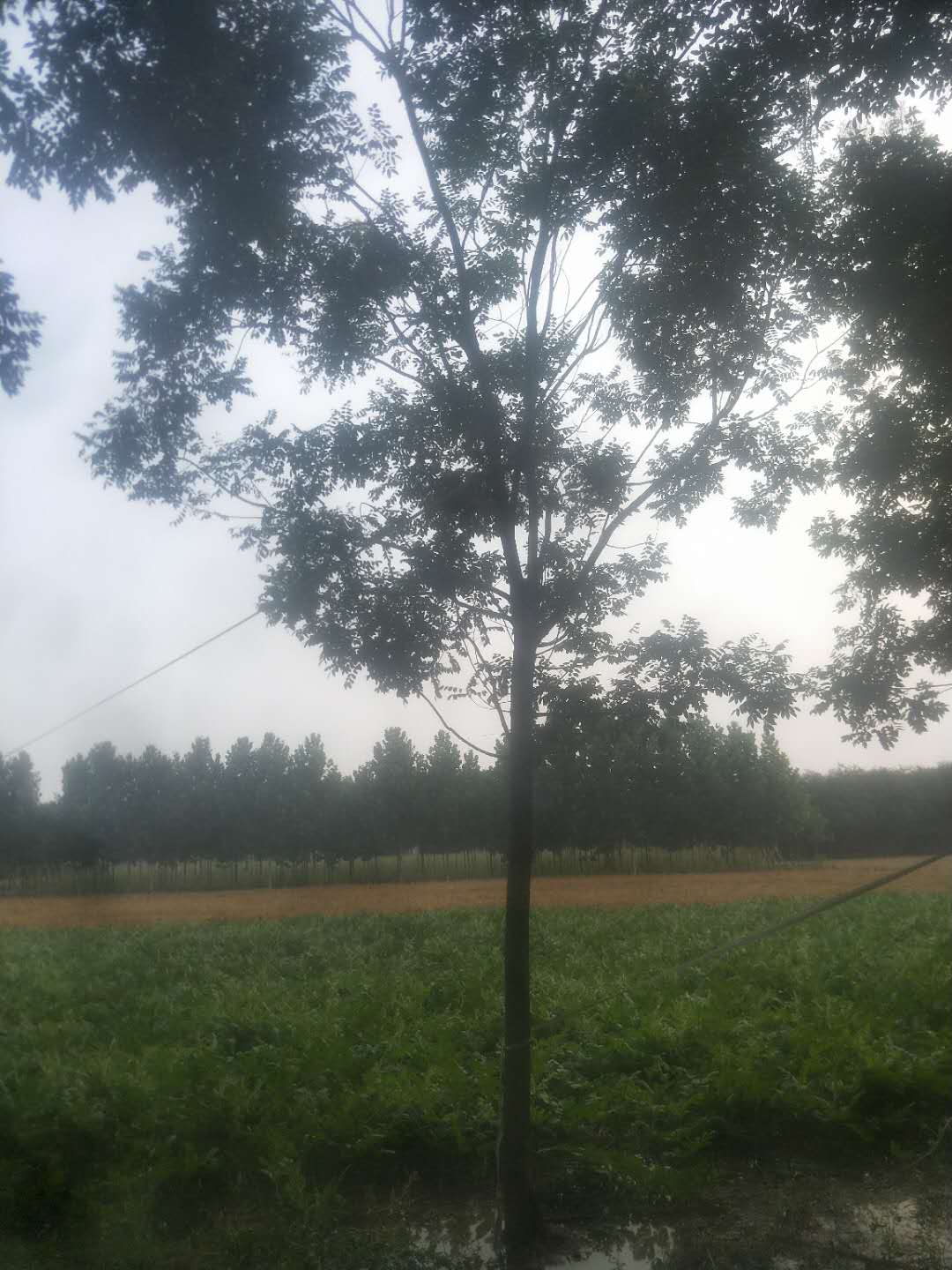 山東速生國槐基地直銷，山東哪里有國槐小苗賣，山東速生國槐種植基地