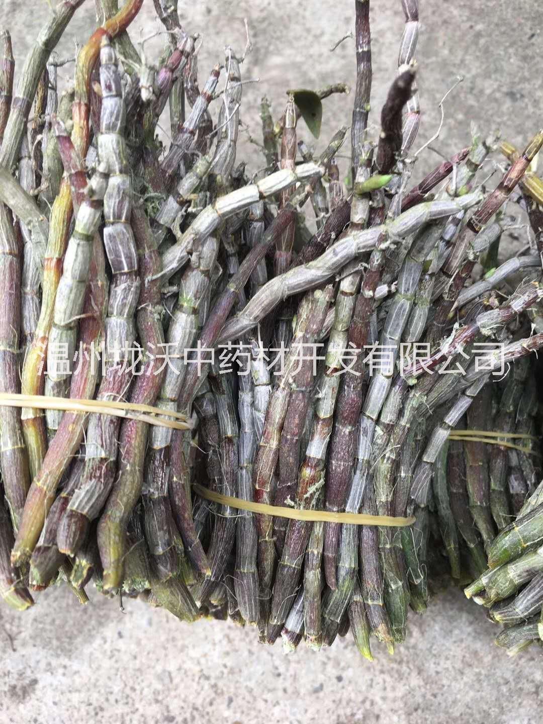鐵皮石斛種植基地批發(fā)報價咨詢電話 鐵皮石斛功效與用途 鐵皮石斛圖片
