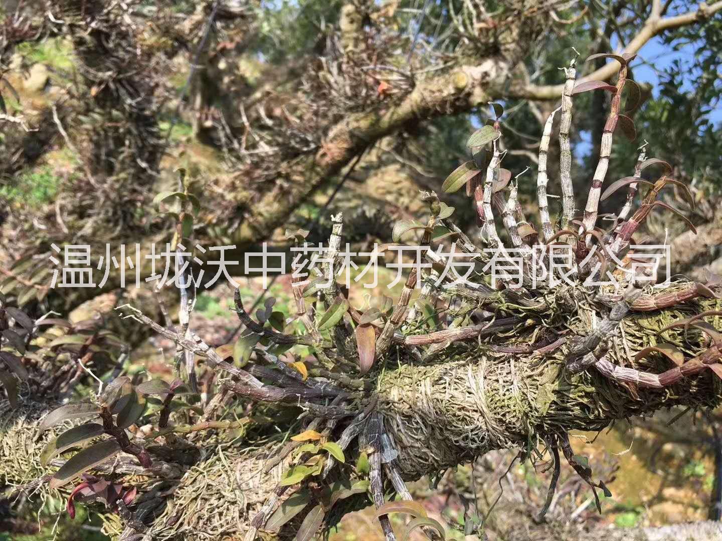 *鐵皮石斛 *鐵皮石斛整棵 樂清雁蕩山原產(chǎn)地