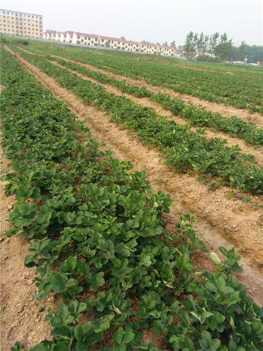 法蘭地草莓苗報價 法蘭地草莓苗批發(fā) 河南法蘭地草莓苗 法蘭地草莓苗供應商