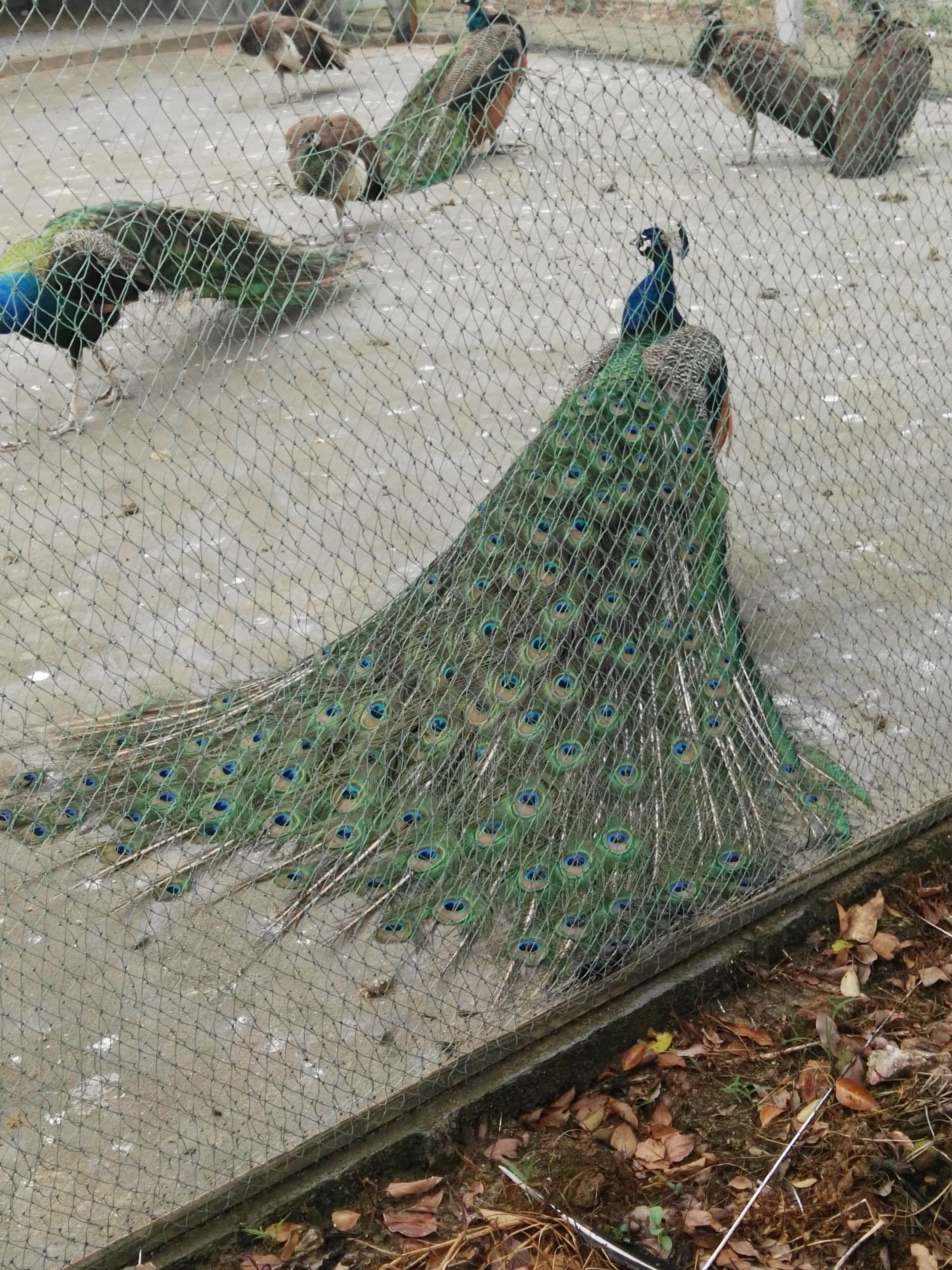 景區(qū)，生態(tài)園觀賞藍(lán)*供應(yīng)