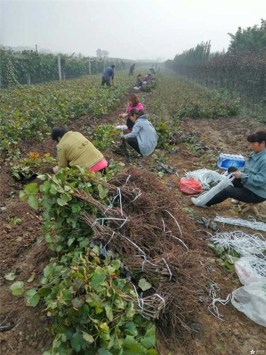夏黑葡萄苗批發(fā) 夏黑葡萄苗價(jià)格 夏黑葡萄苗基地 夏黑葡萄苗報(bào)價(jià) 夏黑葡萄苗種植