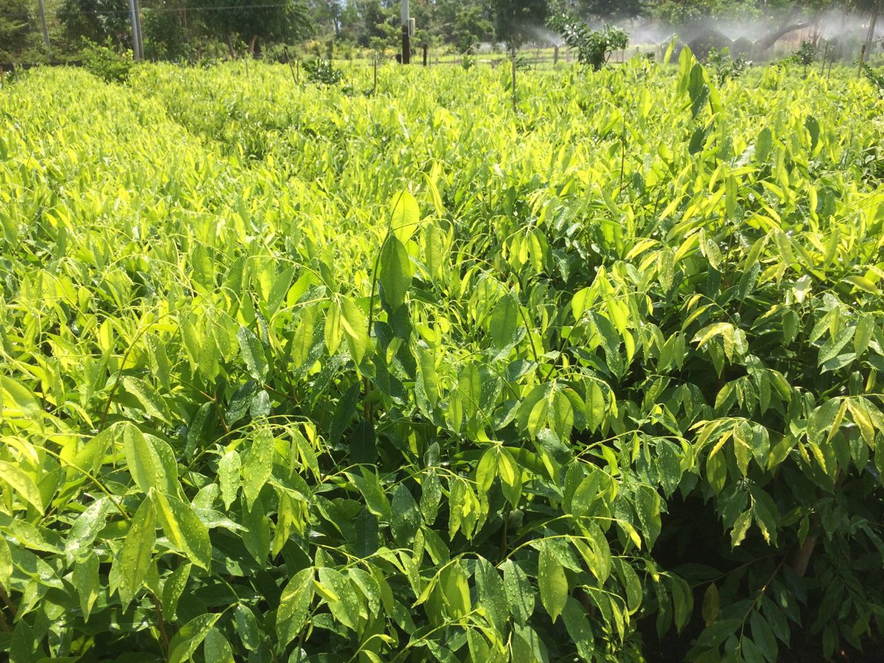 海南沉香苗價(jià)格，哪里有沉香苗？沉香苗種植基地直銷，沉香苗哪家好？ 沉香苗苗圃種植