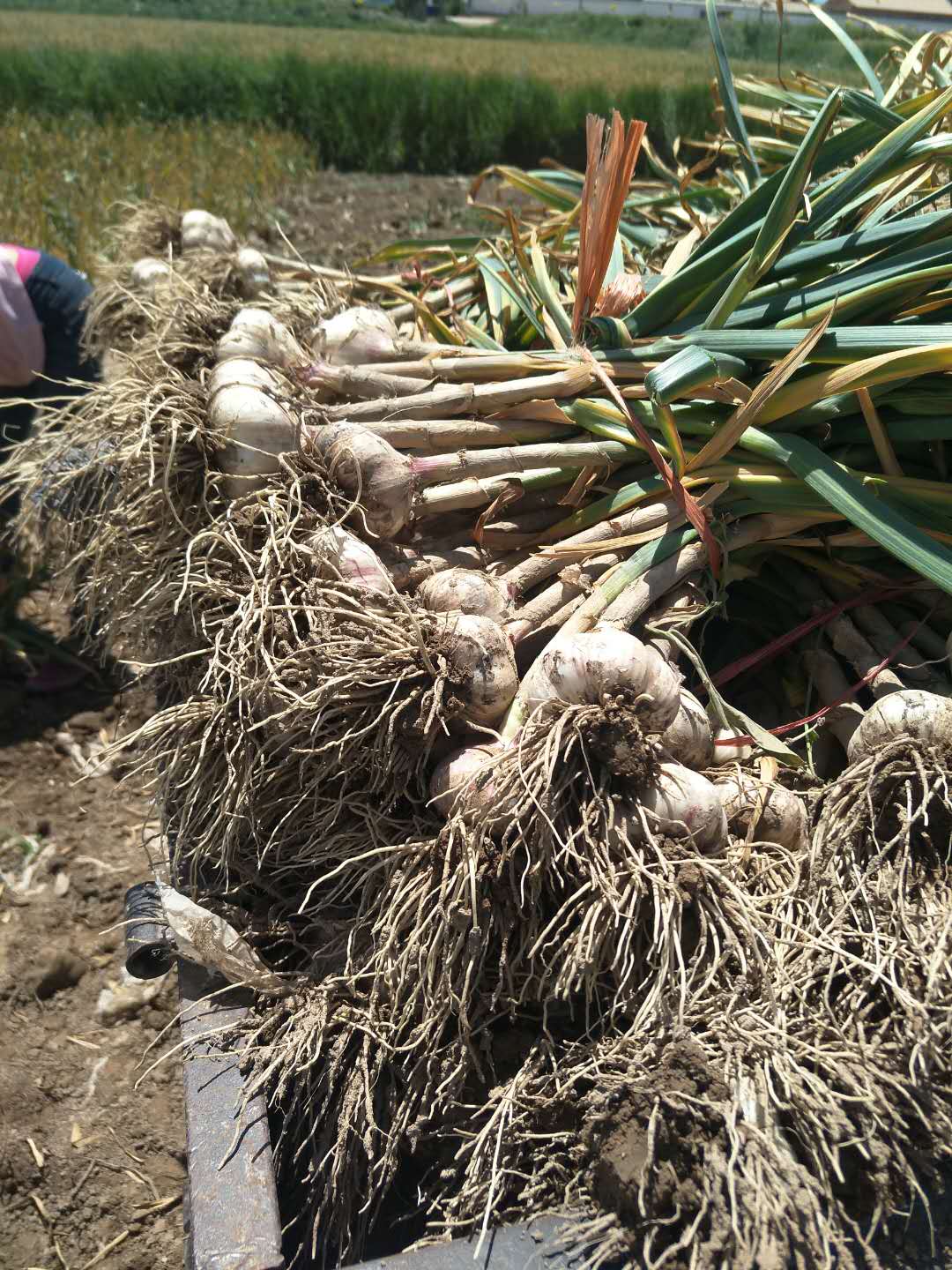 甘肅紫皮大蒜 甘肅宏運(yùn)紫皮大蒜 甘肅民樂(lè)紫皮大蒜