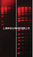Biotium Gelgreen和GelRed核酸凝膠染料EB現(xiàn)貨促銷