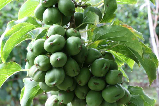 軟棗丹鳳1號(hào)