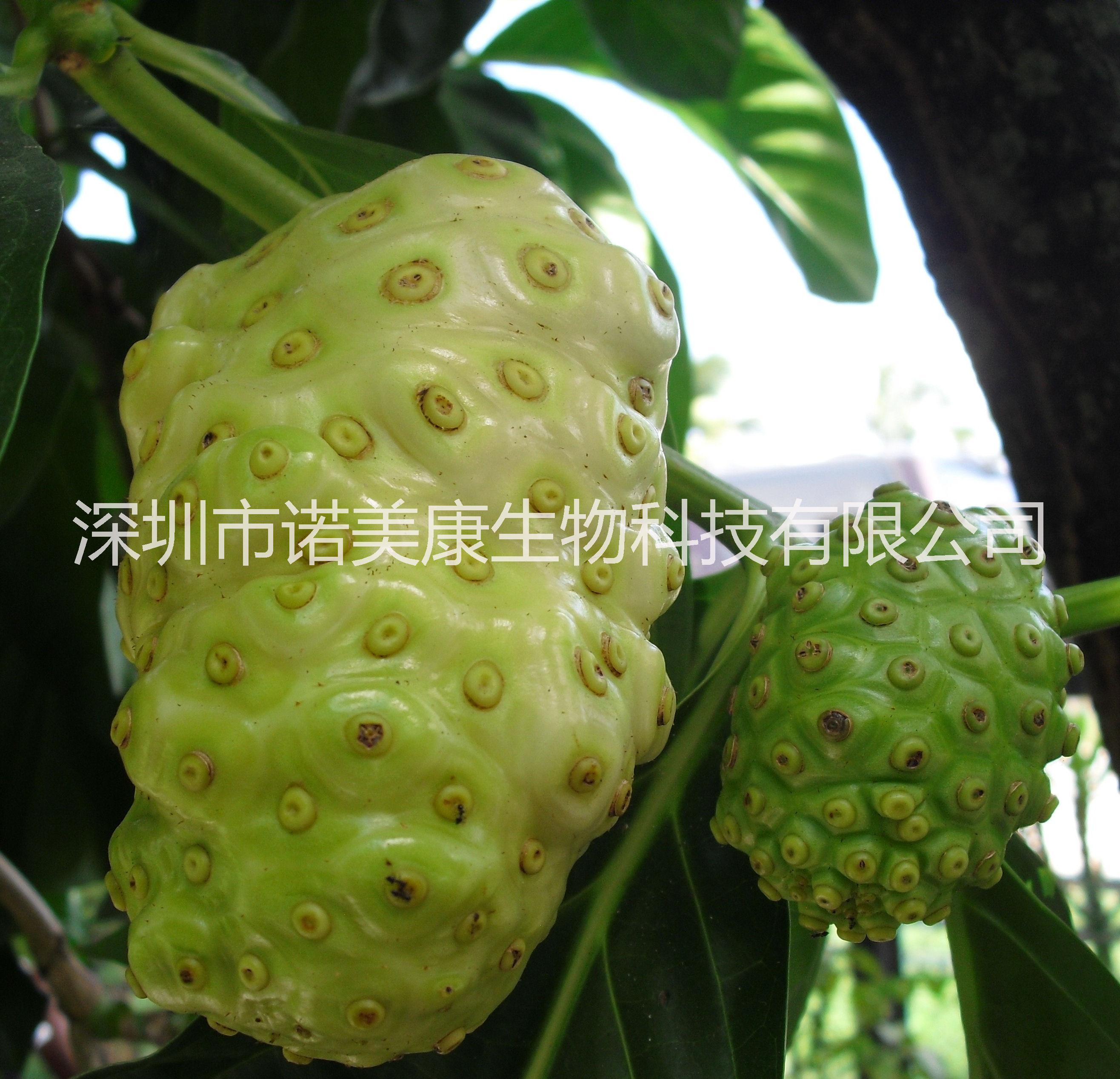 供應(yīng)薩摩亞進(jìn)口諾麗果漿發(fā)酵一年