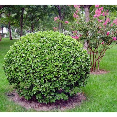 河北哪里有賣大葉黃楊球的什么價