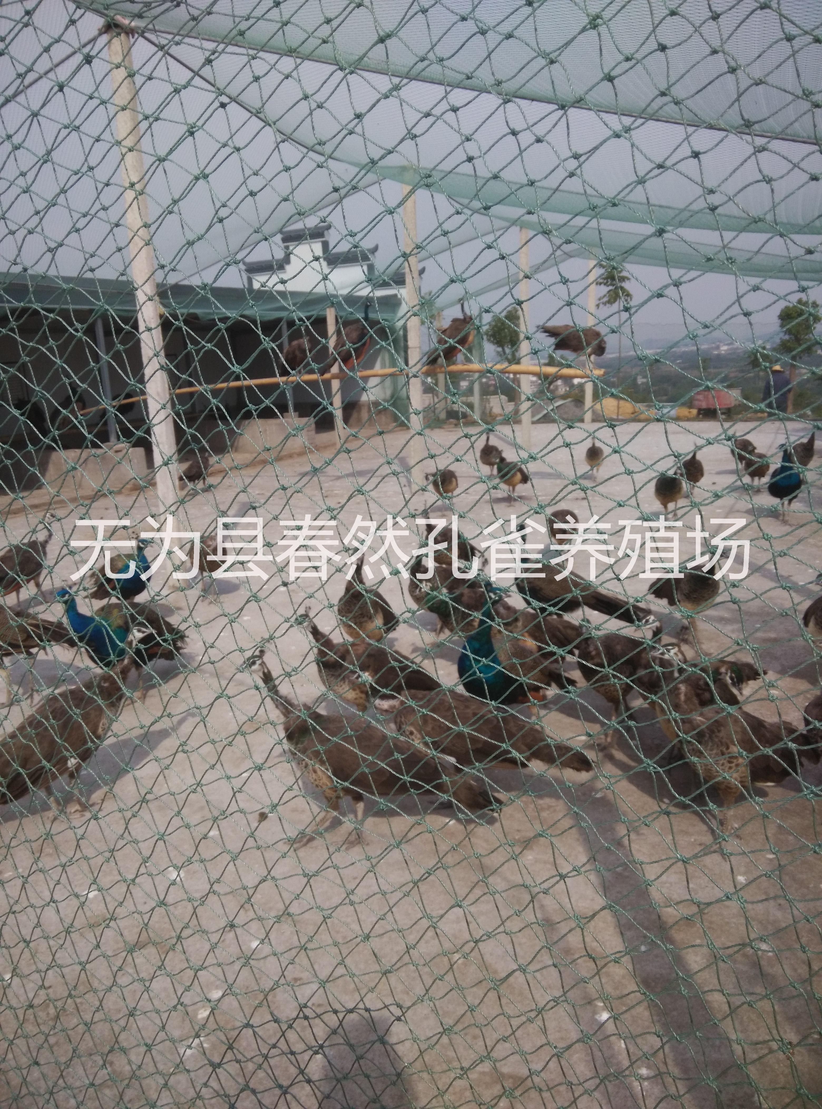安徽省規(guī)模化*養(yǎng)殖基地供應(yīng)優(yōu)質(zhì)