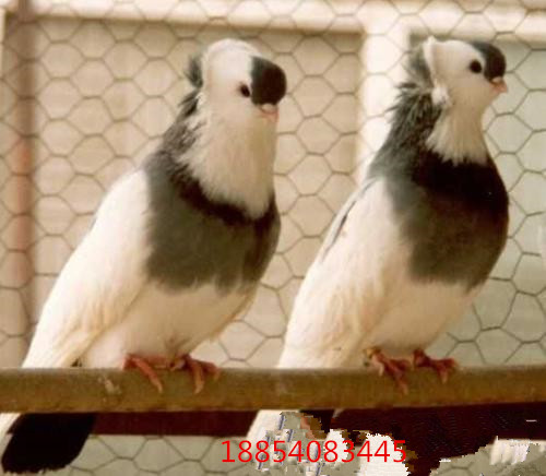 淑女鴿有幾種顏色，哪種顏色值錢