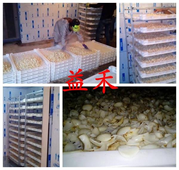 新一代百合烘干機 百合熱泵烘干機