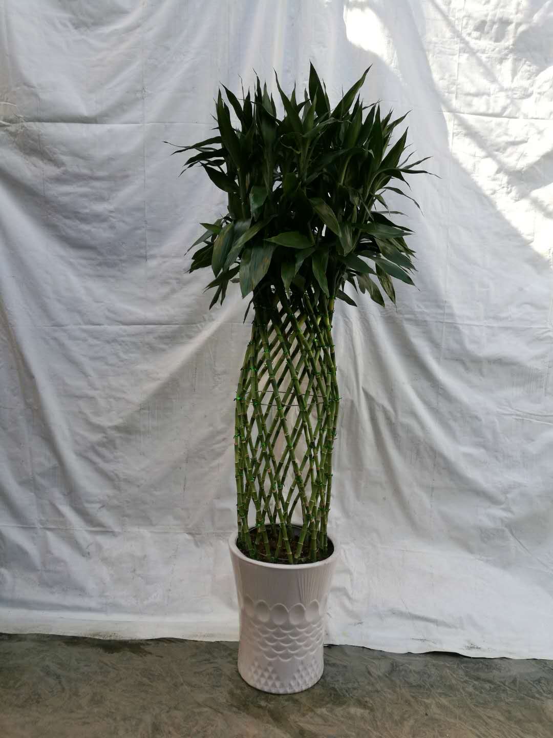 廣州綠化植物出售 廣州市盆栽出售價格  廣州綠色植物出售 廣州綠植公司哪家好 廣州綠植價格 廣州綠植送貨上門