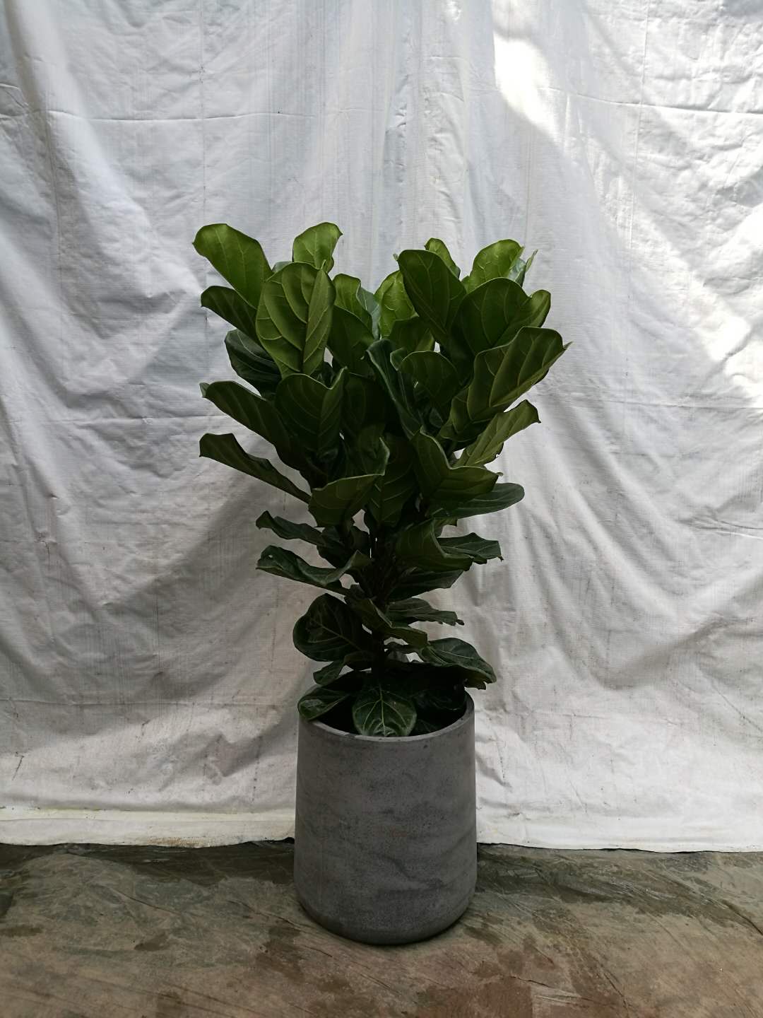 廣州綠植花卉租售 廣州市盆栽租賃 廣州市綠植租賃 廣州市綠植租賃公司 廣州市盆栽租賃價格 廣州盆栽批發(fā)