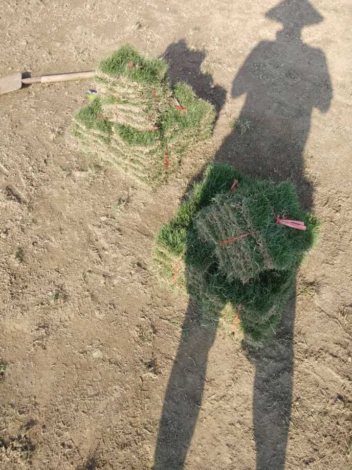 廣西馬尼拉草皮報價  馬尼拉草皮優(yōu)質(zhì)供應(yīng)商  馬尼拉草皮種植技術(shù)  南寧馬尼拉草皮